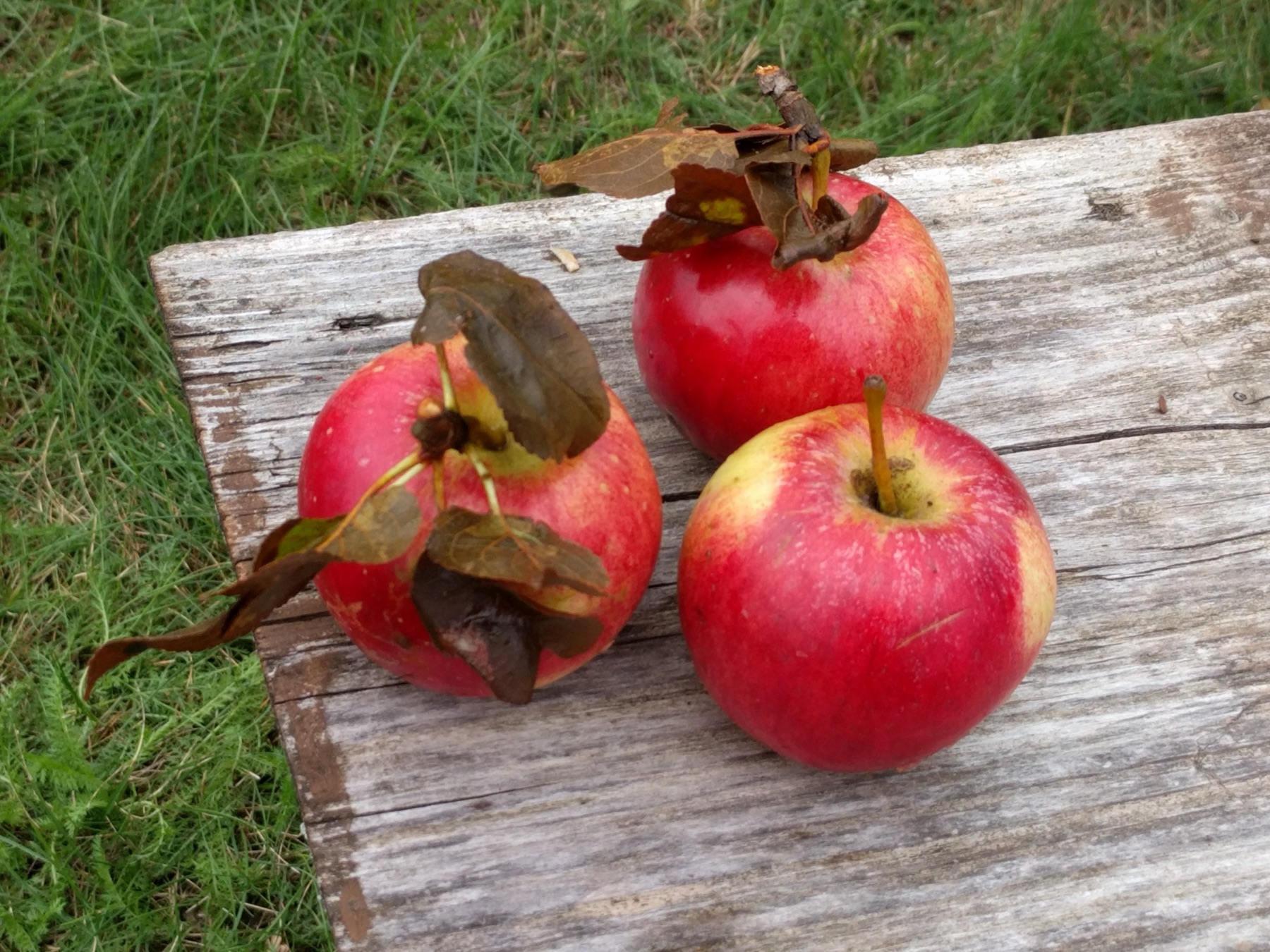 Appeltjes