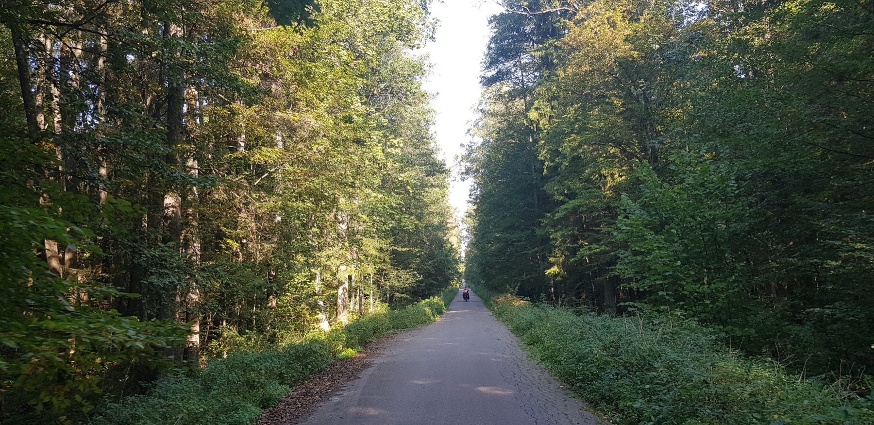 Bossen