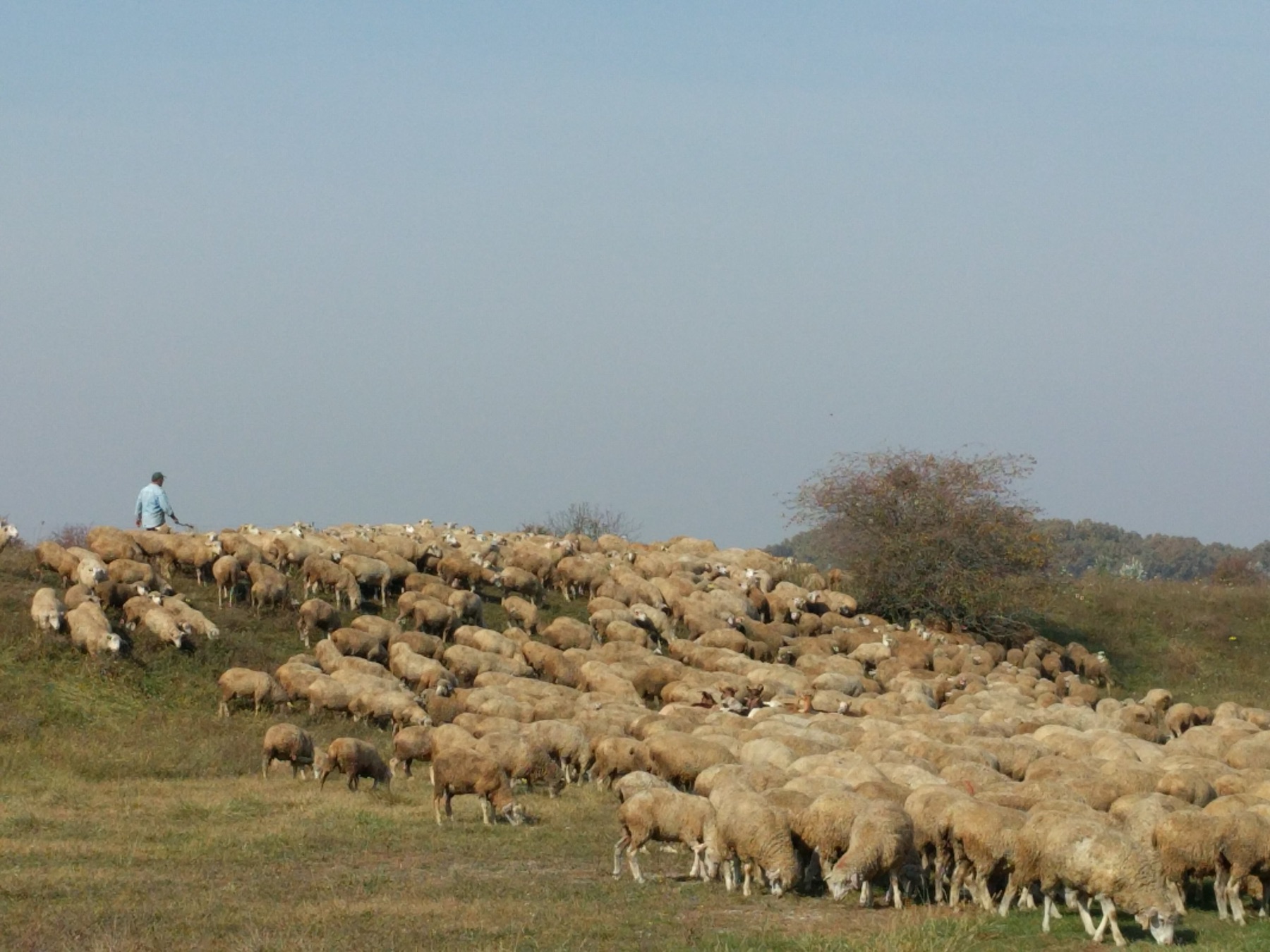 Dieren langs de weg