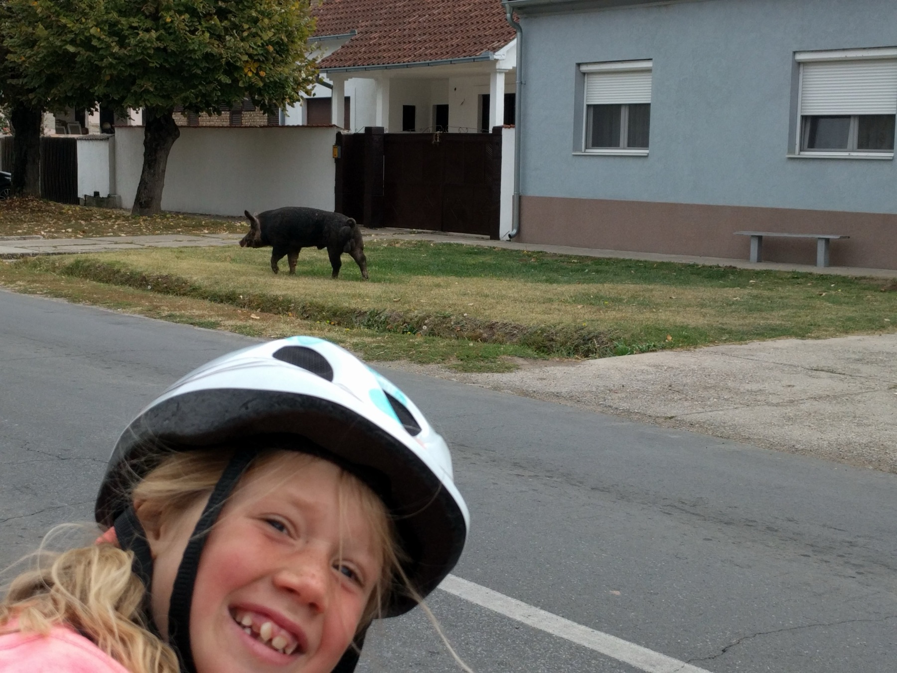 Dieren langs de weg