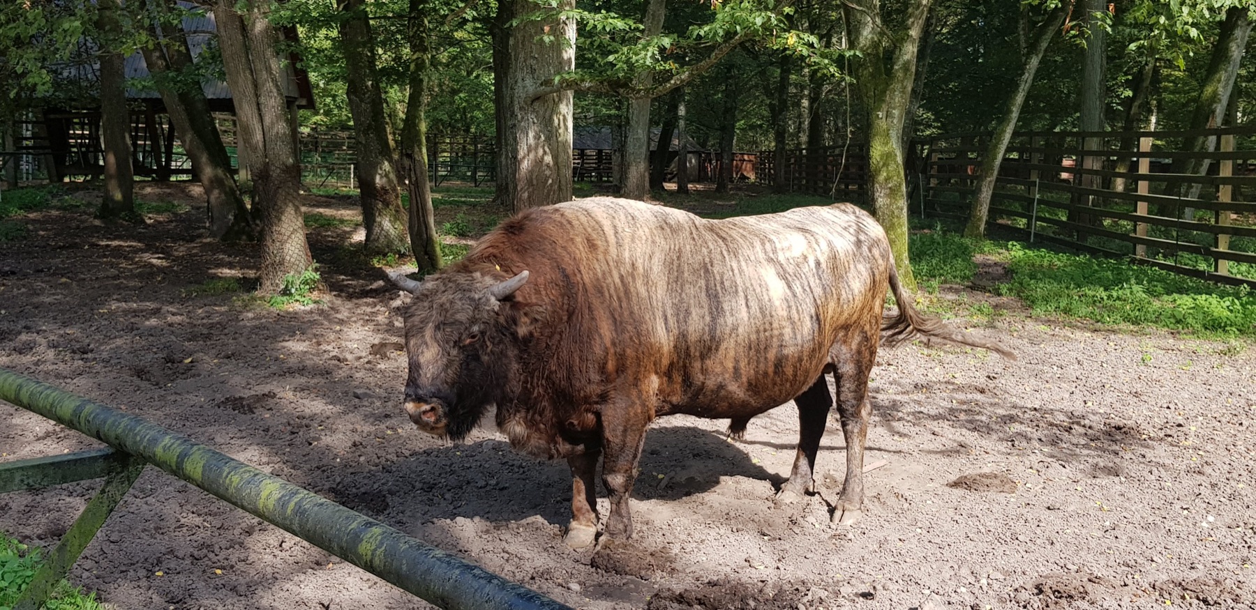 Een impulsieve rustdag in Bialowieza