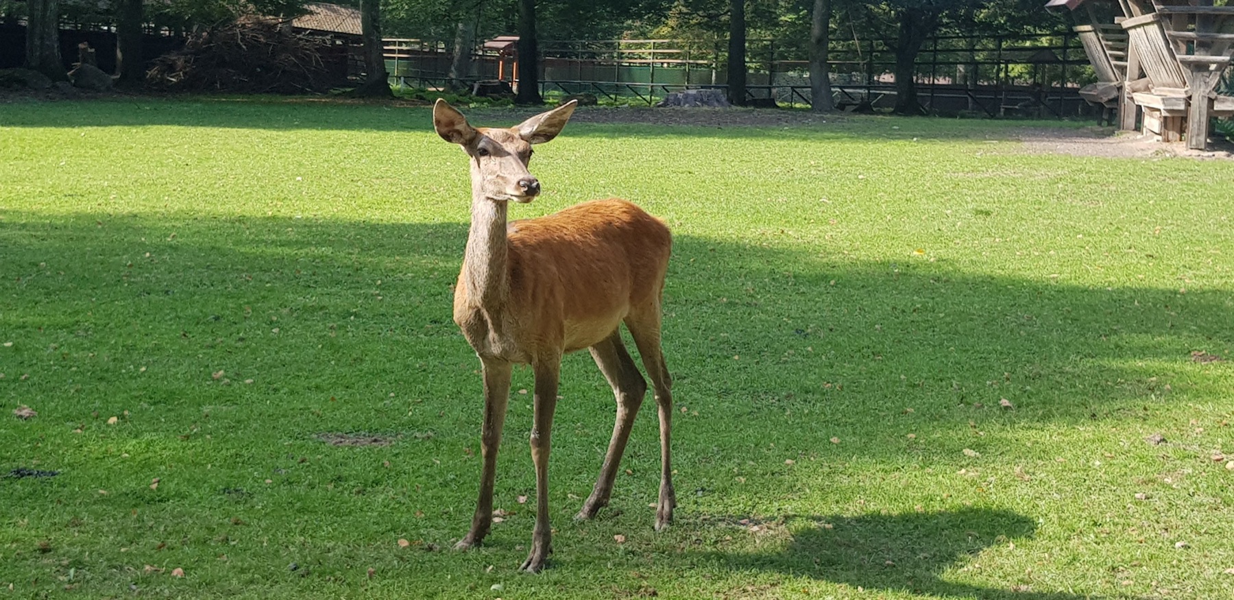 Een impulsieve rustdag in Bialowieza