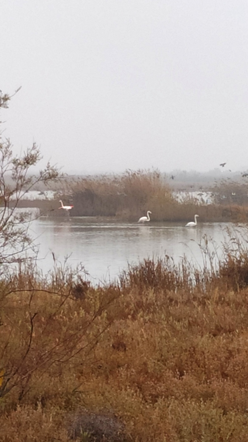 Flamingo’s!!
