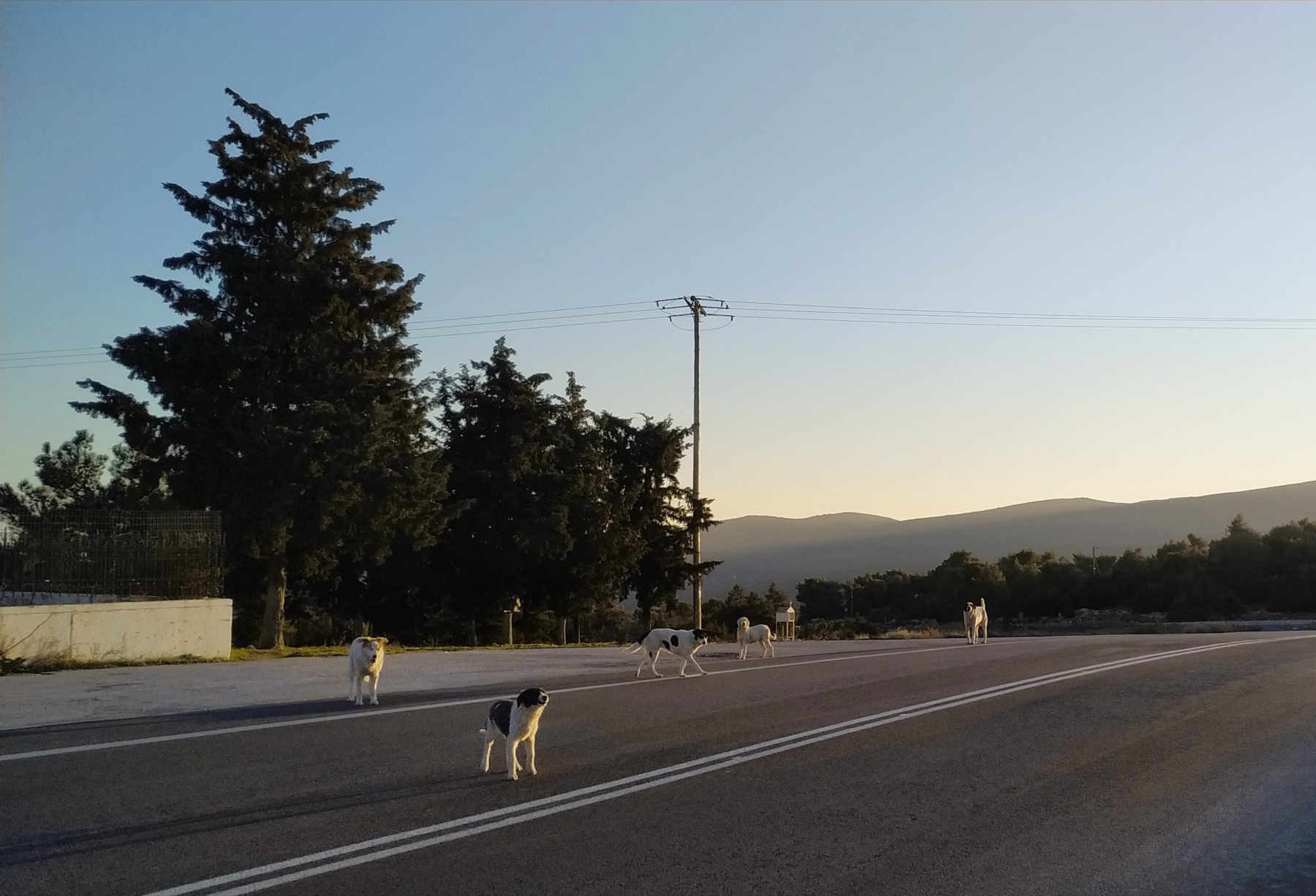 Honden