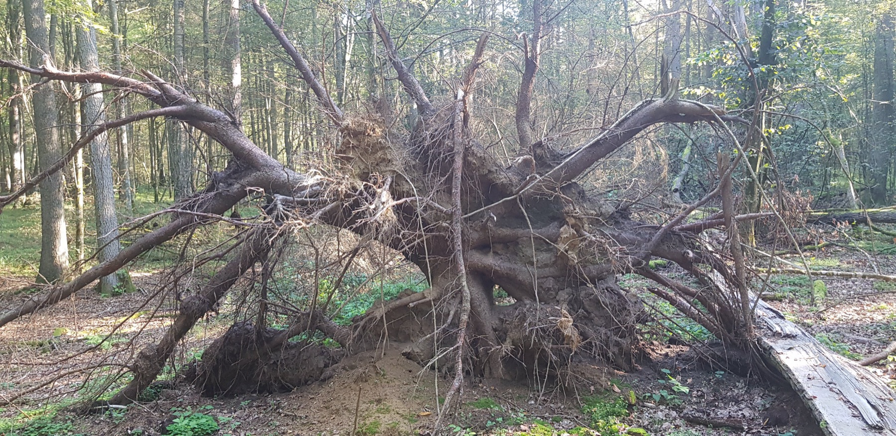 Oerbos