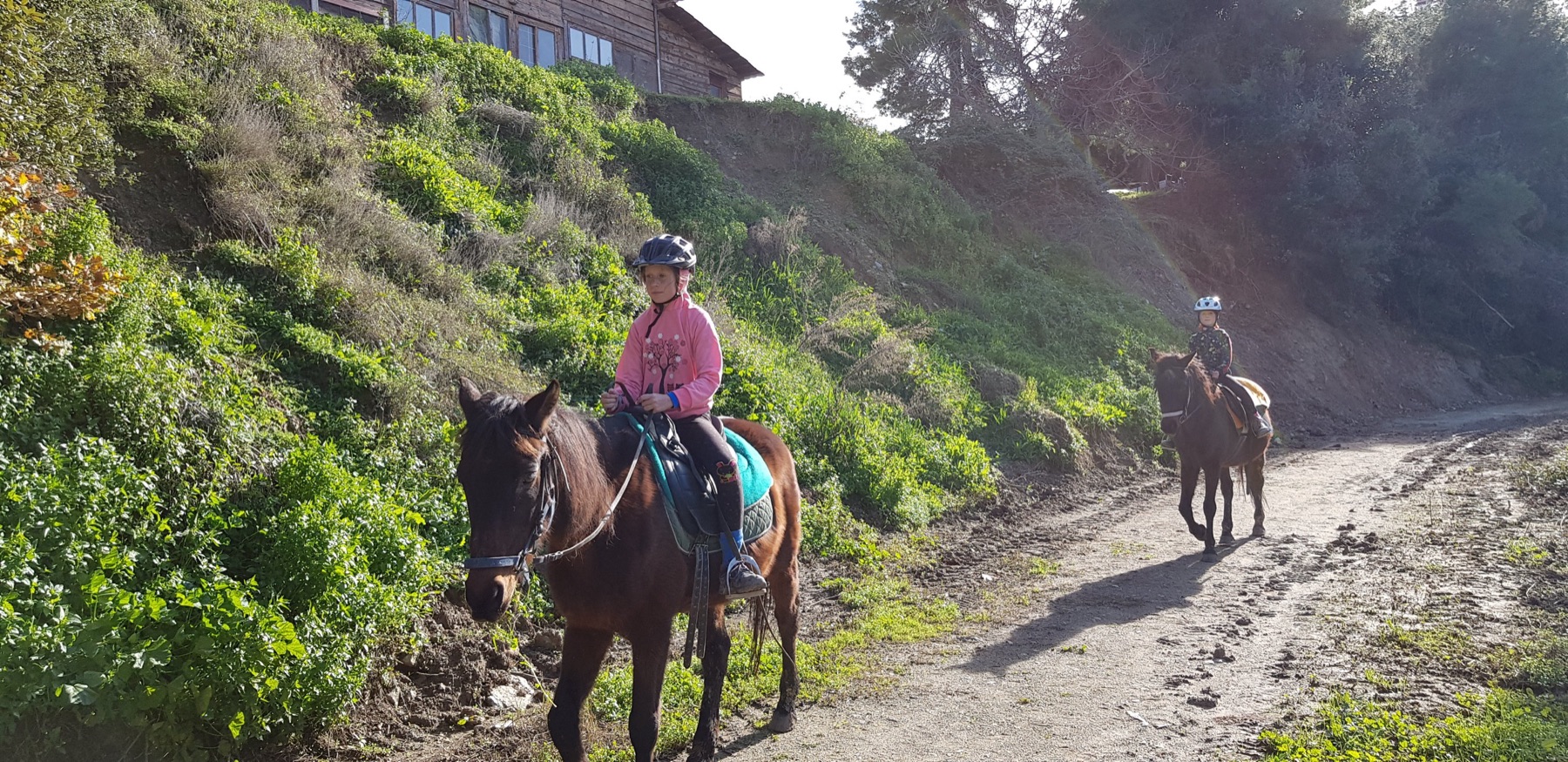 Paarden