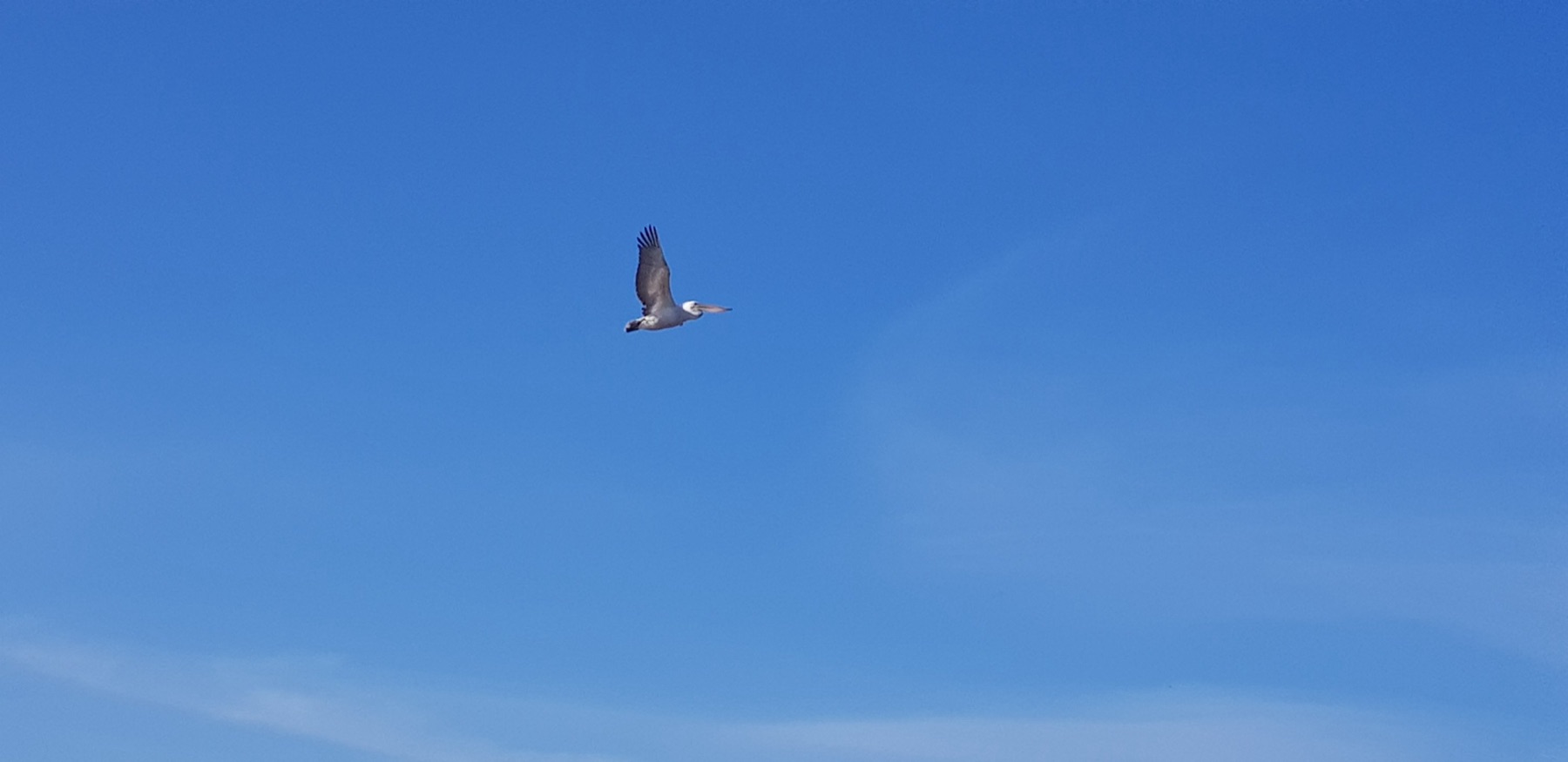 Vogels
