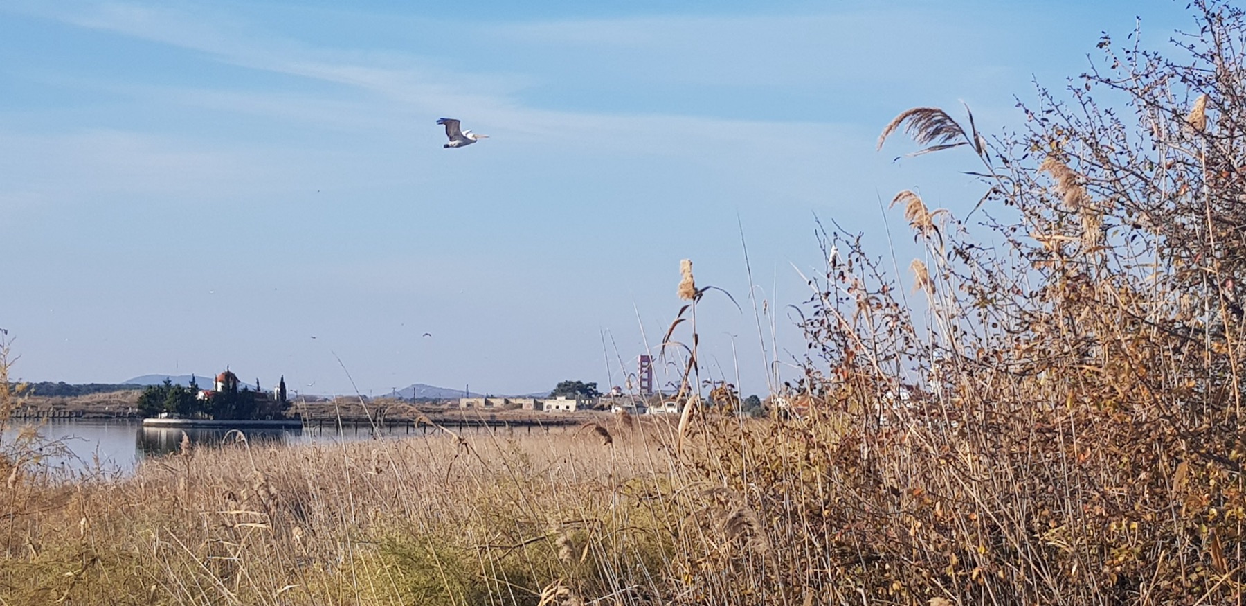 Vogels